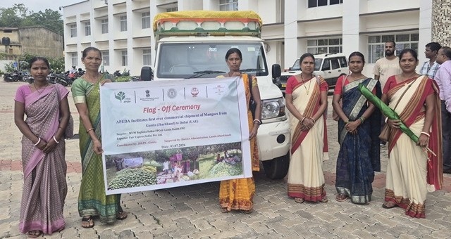 Amrapali mangoes from Jharkhand's tribal belt exported to Dubai